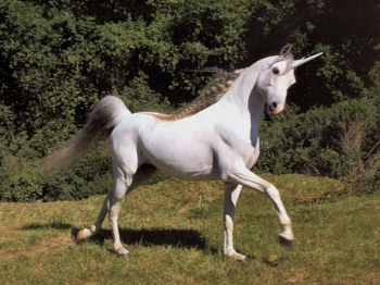 Unicorn - Stolen/Borrowed from http://katemckinnon.files.wordpress.com/2008/07/unicorn.jpg